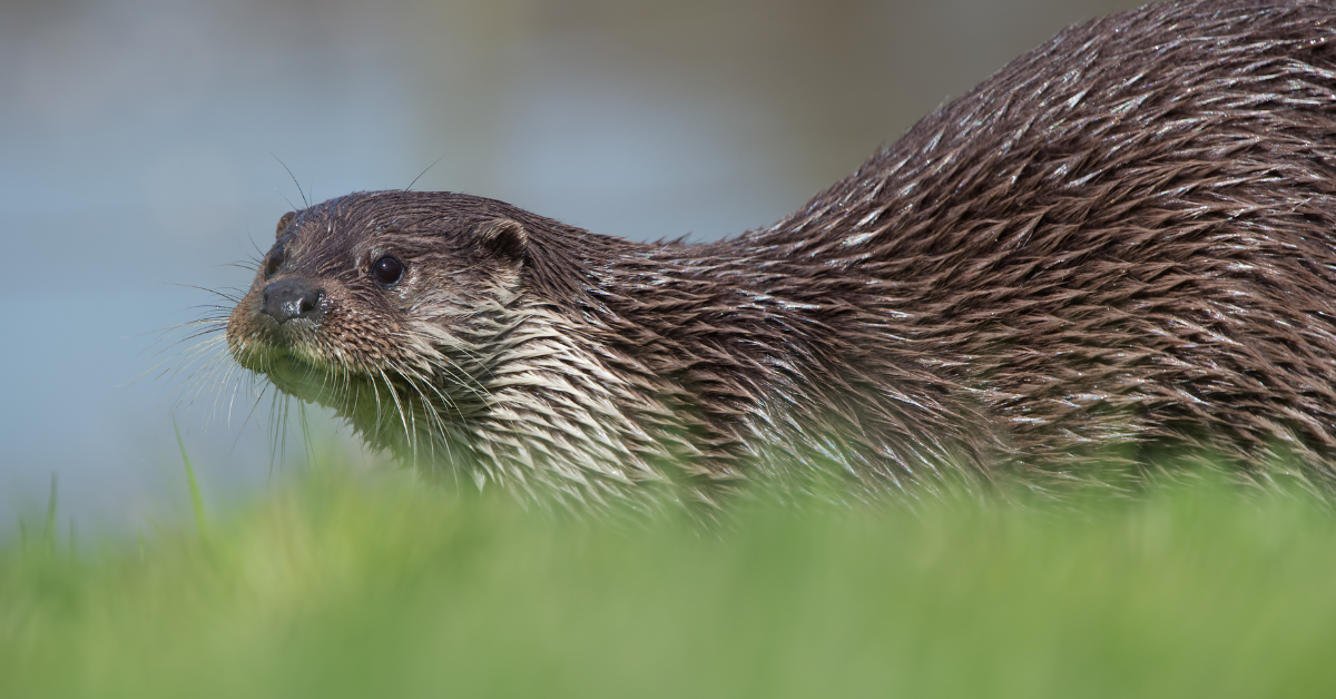 Bescherm de otter